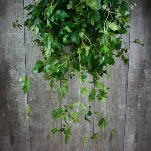 Купить Циссус Luxury Plants подвесной по низкой цене