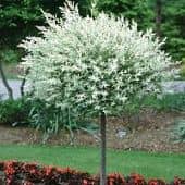 Купить Ива цельнолистная (Salix rossica) Хакуро-нашики саженец, 10 шт. в упаковке по низкой цене