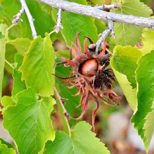 Купить Фундук Медвежье-Ухо (саженец), 10 шт. в упаковке по низкой цене