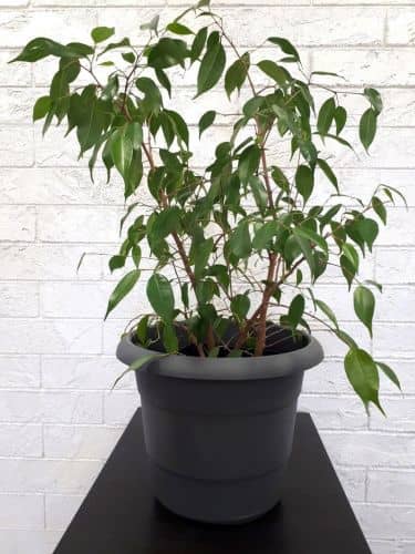 Купить Горшок ГарденПласт Примула цветочный 7 л по низкой цене