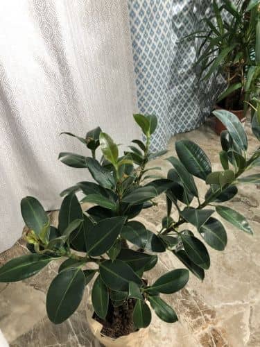 Купить Фикус Ficus Elastica Melany Twisted Stem каучуконосный по низкой цене