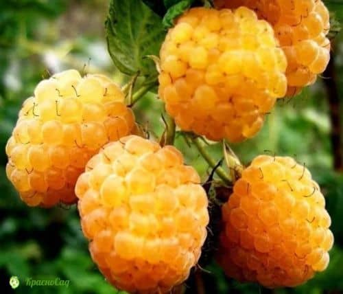 Купить Саженцы малины Желтый гигант, 10 шт. в упаковке по низкой цене