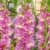 Купить Гладиолус крупноцветковый Москоу 12/14, 7 7 шт в упаковке Blooming Life по низкой цене