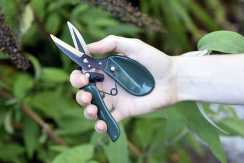 Купить Мини-ножницы Burgon & Ball Ergo Deadheader для цветов по низкой цене