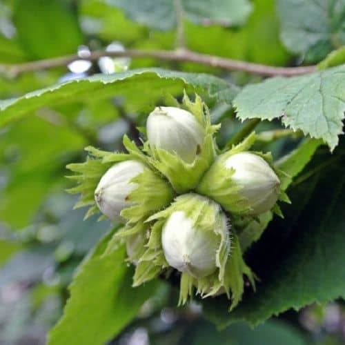 Купить Фундук Сахарный (саженец), 10 шт. в упаковке по низкой цене