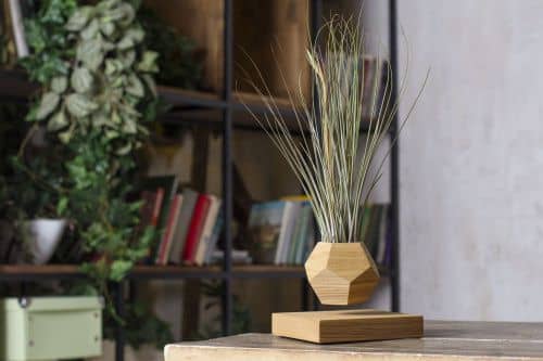 Купить Тилландсия Levitera левитирующая, светлая по низкой цене