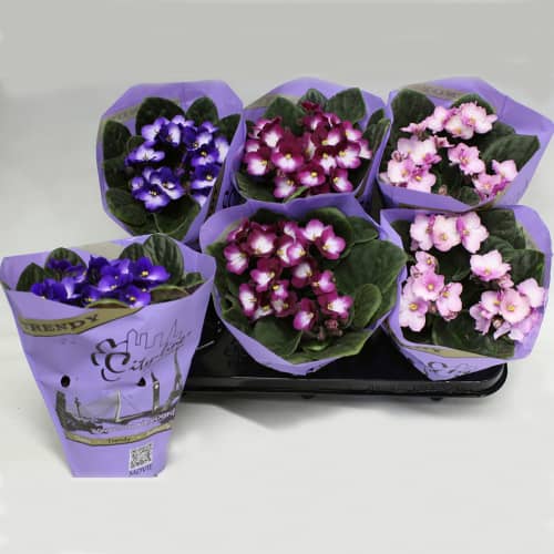Купить Фиалка Тренди-Ситилайн Микс d12 см по низкой цене