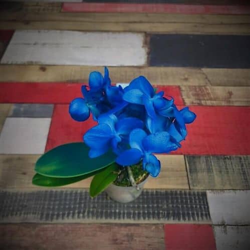 Купить Орхидея Luxury Plants фаленопсис мини, голубая по низкой цене